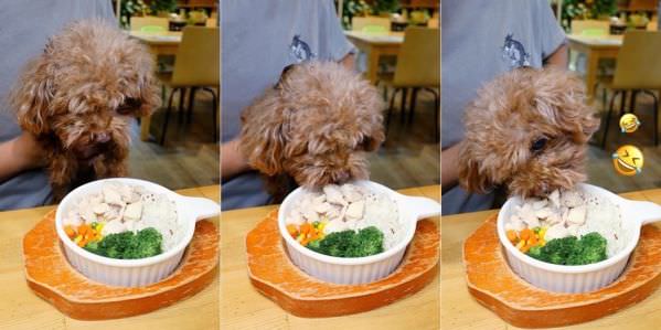 森林小徑精誠店對寵物超友善